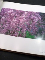 Sakura Photobook