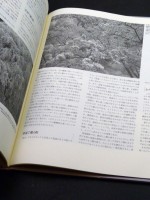 Sakura Photobook